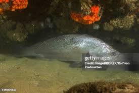 Image result for Argyrosomus japonicus