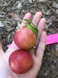 Attēlu rezultāti vaicājumam “Poa angustifolia fruit”
