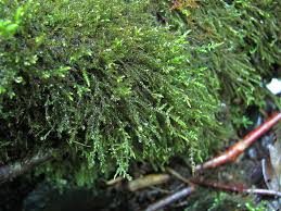 Attēlu rezultāti vaicājumam “Brachythecium rivulare”