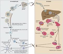 Attēlu rezultāti vaicājumam “Dianema depressum plasmodium”
