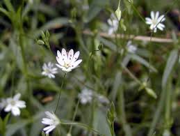 Attēlu rezultāti vaicājumam “Stellaria graminea”