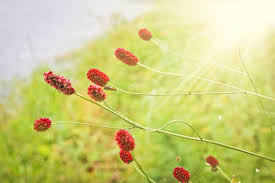 Attēlu rezultāti vaicājumam “Sanguisorba officinalis leaf”