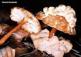 Attēlu rezultāti vaicājumam “Collybia sp.”