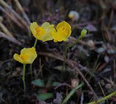 Attēlu rezultāti vaicājumam “Utricularia x neglecta bud”