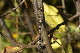 Attēlu rezultāti vaicājumam “Aeshna mixta female”