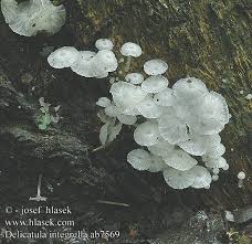 Attēlu rezultāti vaicājumam “Delicatula integrella”