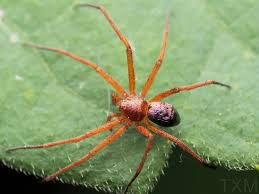 Attēlu rezultāti vaicājumam “Philodromidae”