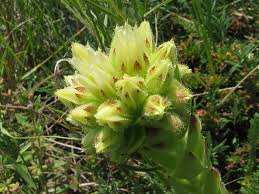 Attēlu rezultāti vaicājumam “Jovibarba globifera flower”