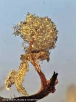 Attēlu rezultāti vaicājumam “Physarum penetrale”