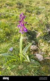 Attēlu rezultāti vaicājumam “Orchis mascula bud”