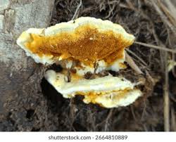 Attēlu rezultāti vaicājumam “Gloeoporus dichrous”