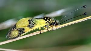 Attēlu rezultāti vaicājumam “Myrmeleontidae imago”