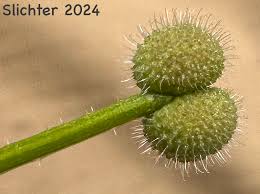 Attēlu rezultāti vaicājumam “Galium aparine fruit”