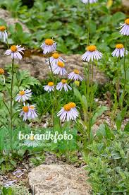 Image result for Aster alpinus