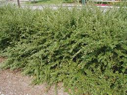 Attēlu rezultāti vaicājumam “Cotoneaster divaricatus”