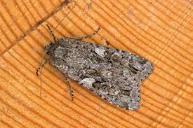 Attēlu rezultāti vaicājumam “Eurois occulta”