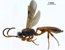 Attēlu rezultāti vaicājumam “Diderma cingulatum sessile”