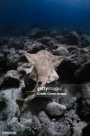 Image result for Squatina squatina