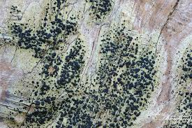 Attēlu rezultāti vaicājumam “Lecidella elaeochroma”