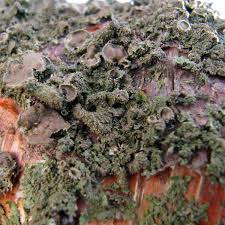 Attēlu rezultāti vaicājumam “Melanohalea exasperata”