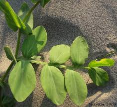 Attēlu rezultāti vaicājumam “Lathyrus japonicus subsp. maritimus fruit”