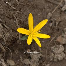 Attēlu rezultāti vaicājumam “Colchicum luteum”
