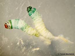 Attēlu rezultāti vaicājumam “Leucochloridium paradoxum”