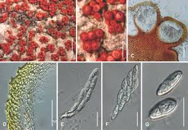 Attēlu rezultāti vaicājumam “Nectria episphaeria”