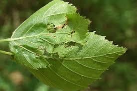 Attēlu rezultāti vaicājumam “Diurnea lipsiella”