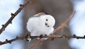 Attēlu rezultāti vaicājumam “Aegithalos caudatus”