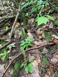 Attēlu rezultāti vaicājumam “Orthilia secunda”