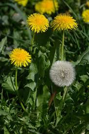 Attēlu rezultāti vaicājumam “Taraxacum officinale aggr. leaf”