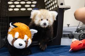 Image result for pandas