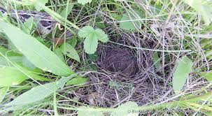 Attēlu rezultāti vaicājumam “Emberiza schoeniclus nest”