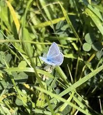 Attēlu rezultāti vaicājumam “Polyommatus icarus”