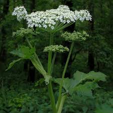 Attēlu rezultāti vaicājumam “Heracleum”