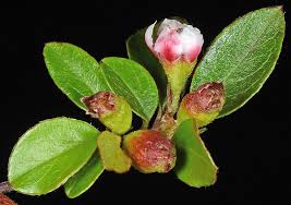 Attēlu rezultāti vaicājumam “Cotoneaster divaricatus”