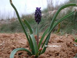 Attēlu rezultāti vaicājumam “Muscari neglectum”