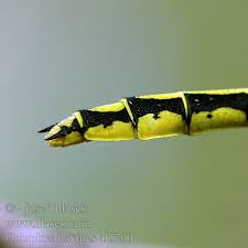 Attēlu rezultāti vaicājumam “Gomphus flavipes”