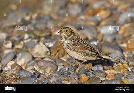 Image result for Calcarius lapponicus