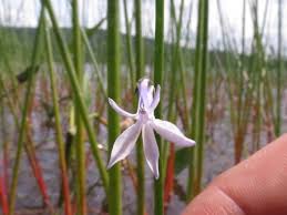 Attēlu rezultāti vaicājumam “Lobelia dortmanna flower”
