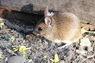 TM0734 : Field mouse at bay - via Daymix