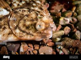 Image result for Hippoglossoides platessoides