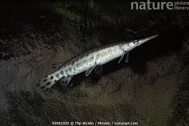 Image result for Lepisosteus osseus