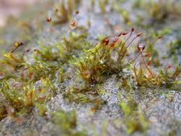 Attēlu rezultāti vaicājumam “Dicranella crispa”