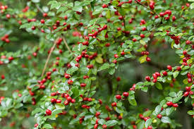 Attēlu rezultāti vaicājumam “Cotoneaster divaricatus”
