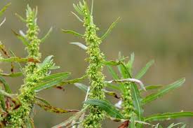 Attēlu rezultāti vaicājumam “Rumex maritimus leaf”