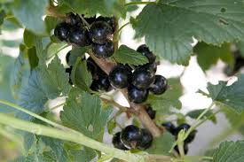 Attēlu rezultāti vaicājumam “Ribes nigrum fruit”