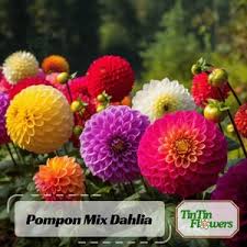 Image result for Dahlia x pinnata `Pompon Lilliput`