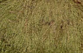 Attēlu rezultāti vaicājumam “Plagiothecium latebricola”